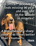 To assist in this search and rescue mission, the sheriff's office called in a highly skilled K-9 officer named Boomer. Body-camera footage captured the pivotal moment Boomer arrived at the property and was introduced to Cornett's personal belongings. Once the sharp-nosed K-9 became familiar with the missing man's scent, he sprang into action. Boomer began confidently sniffing around the property before leading officers straight into the thick woods.